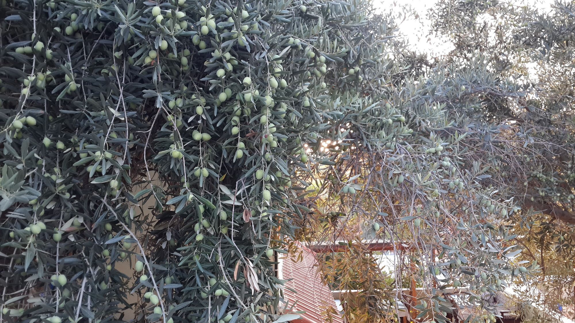 St. Nicholas Pension Patara Exterior photo